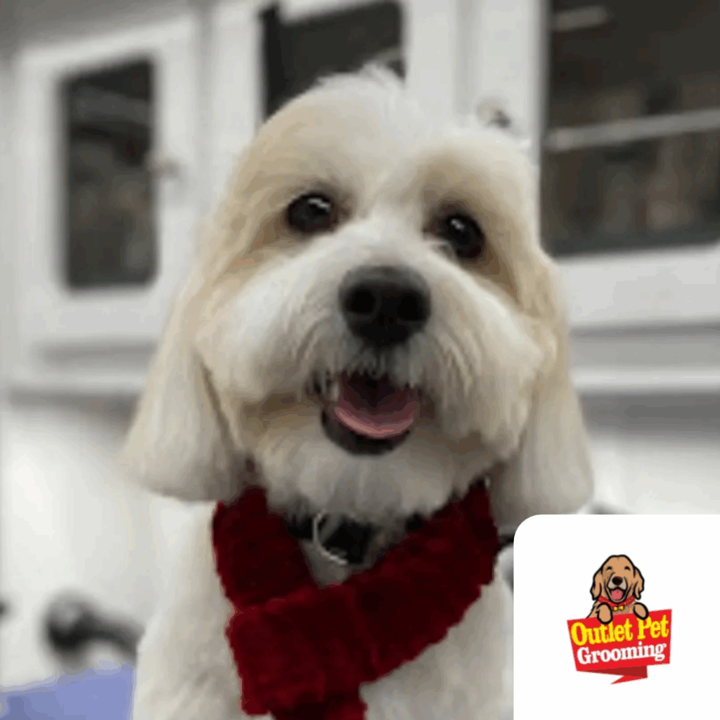 dog grooming - Outlet Mobile Pet Grooming